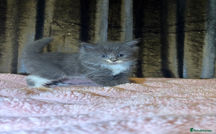 Mixed Breed cats Grey/black kittens  - Advert 3