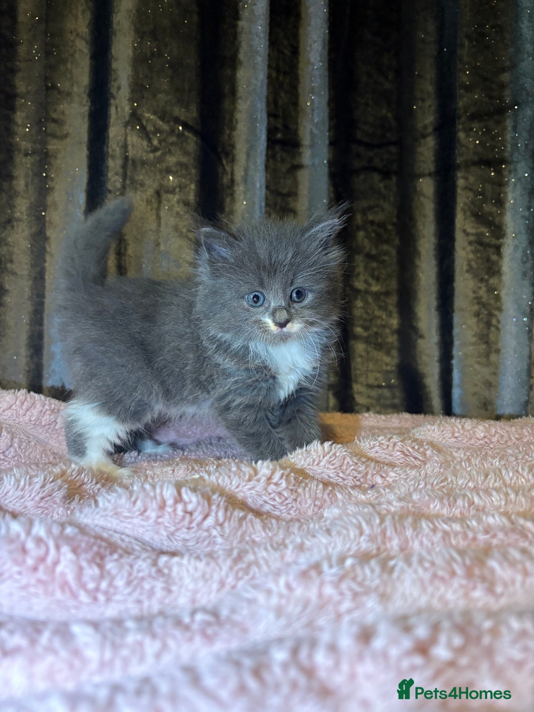 Mixed Breed cats for sale: Grey/black kittens  - Image 3