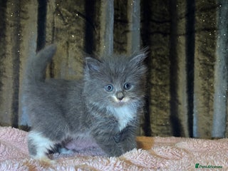 Mixed Breed cats Grey/black kittens - Advert 15