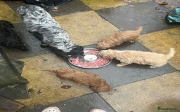 Cockapoo dogs for sale: Beautiful F1 cockapoo  - Advert 10