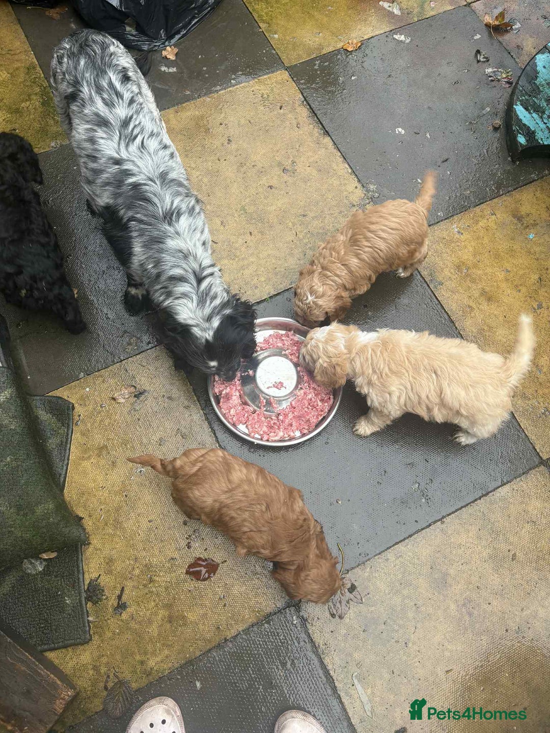 Cockapoo dogs for sale: Beautiful F1 cockapoo  - Advert 10