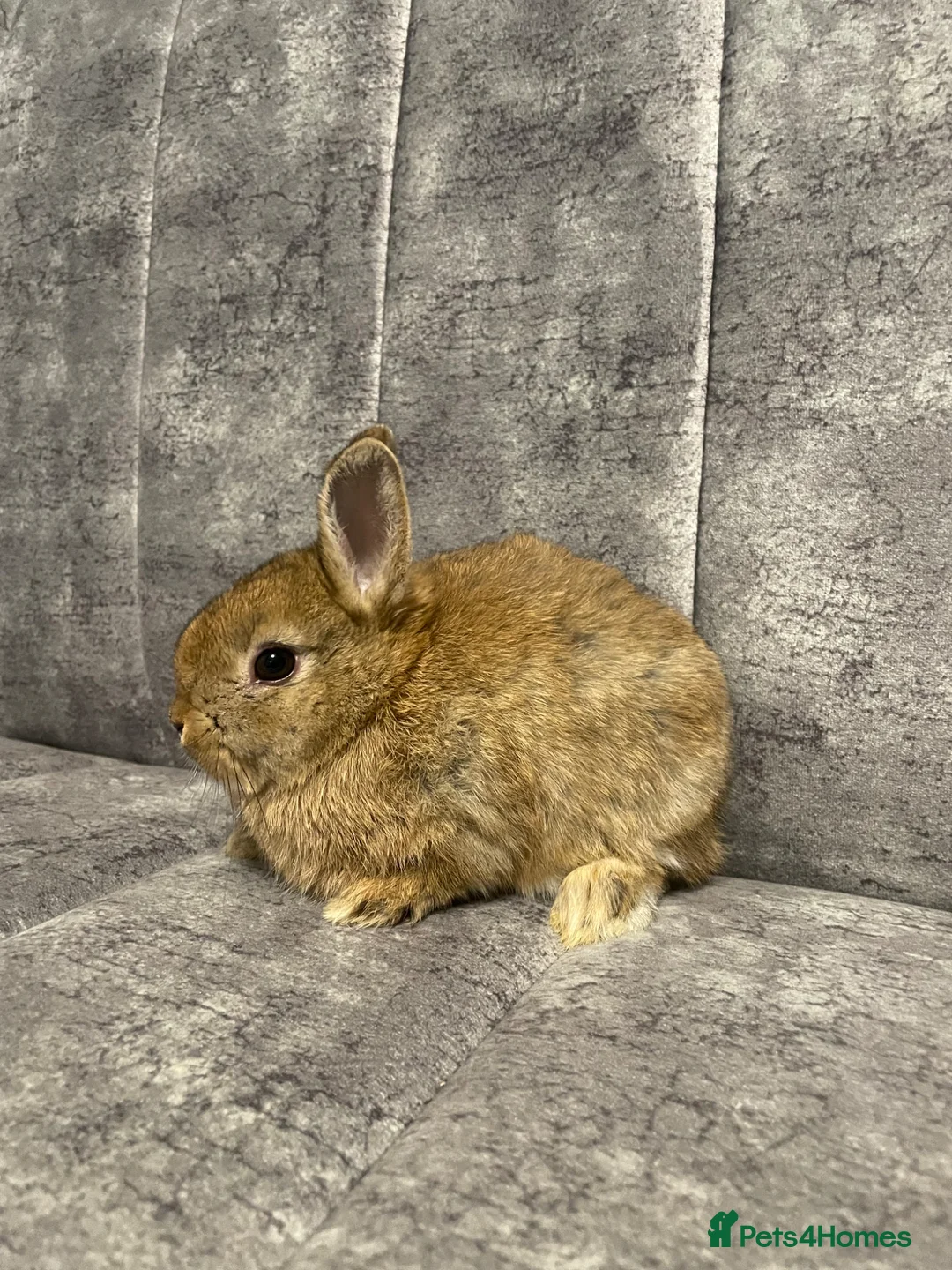 Mixed Breed rabbits for sale: Netherland/lion head mini lop - Advert 2