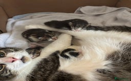 Mixed Breed cats for sale: 3 beautiful fluffy tabby boys  - Image 4
