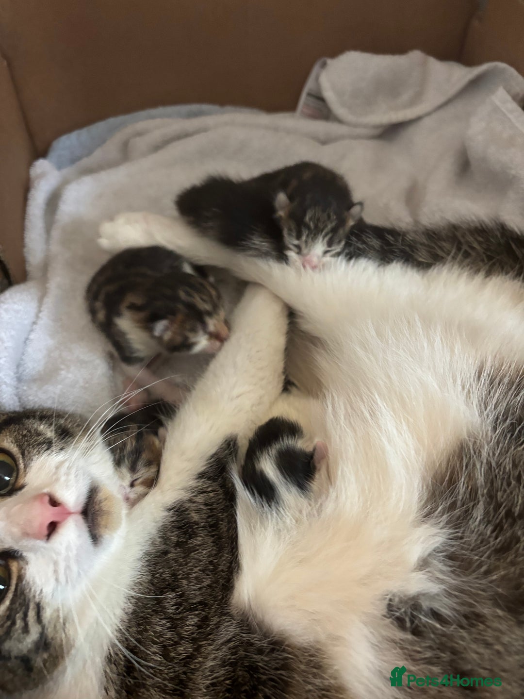 Mixed Breed cats for sale: 3 beautiful fluffy tabby boys  - Image 4