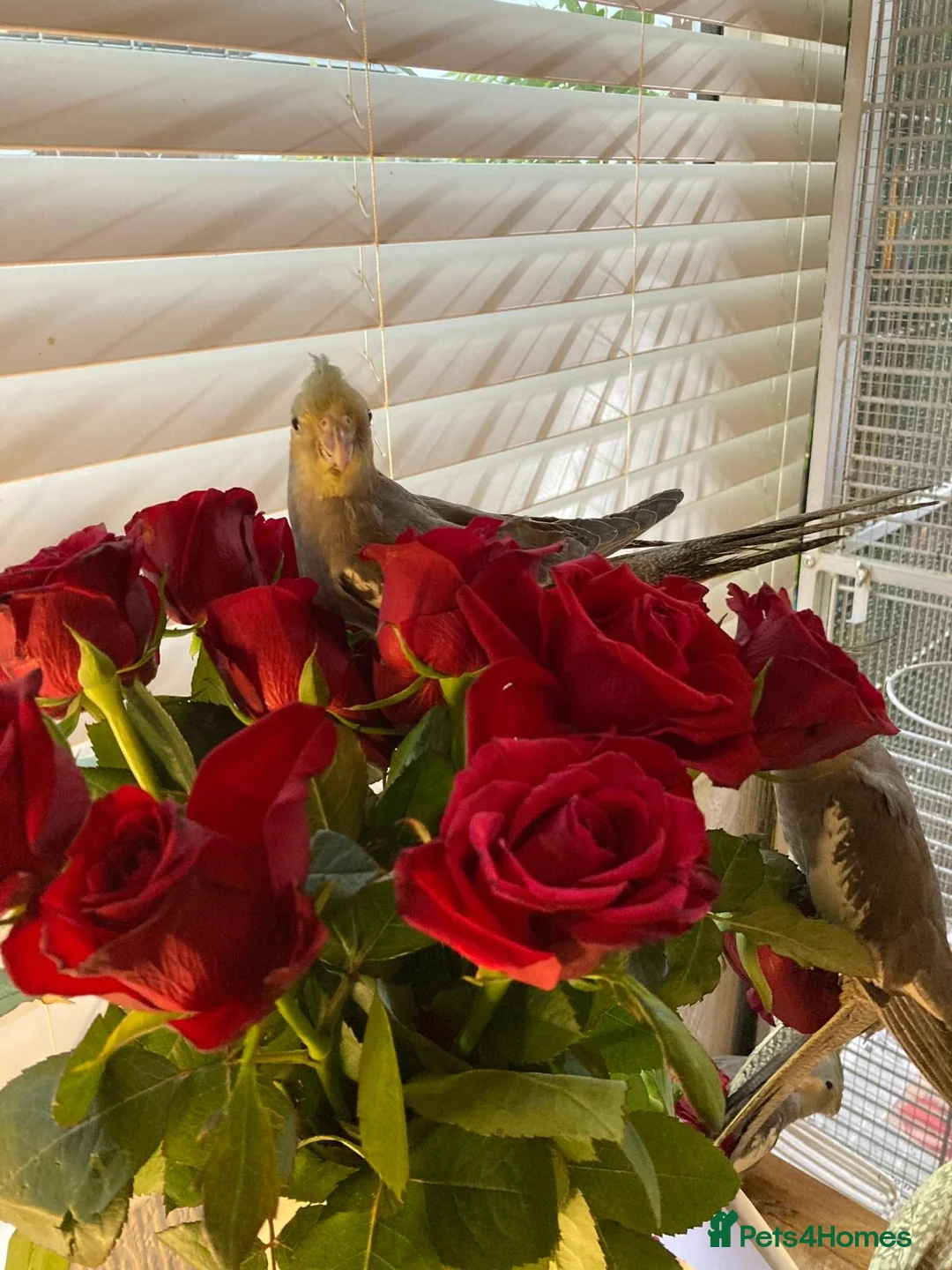 Cockatiels birds for sale: Hand reared and tamed baby cockatiels  - Advert 13