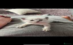 Ragdoll cats for sale: Gorgeous pedigree Ragdoll kittens for sale  - Image 2