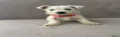 West Highland Terrier 5
