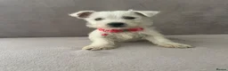 West Highland Terrier dogs for sale: Beautiful west highland terrier puppy’s  - Advert 16