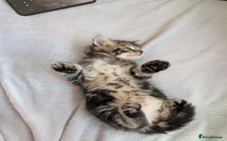 Ragdoll cats for sale: Tabby or black Ragdoll x kittens - Image 27
