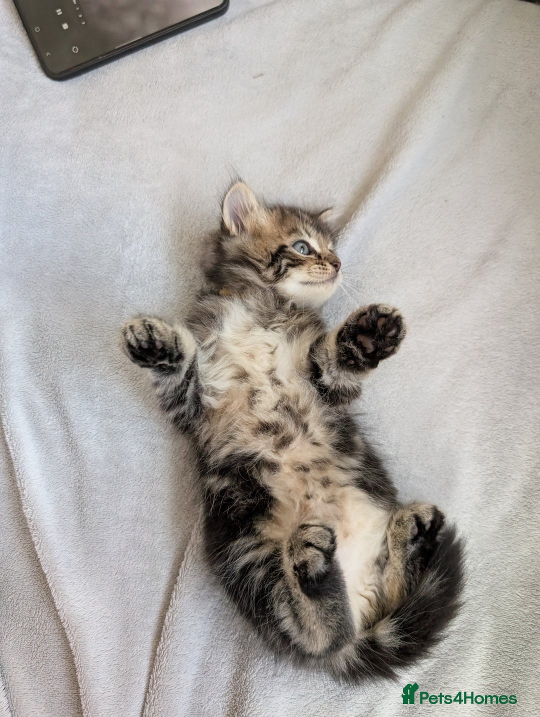Ragdoll cats for sale: Tabby or black Ragdoll x kittens - Image 27