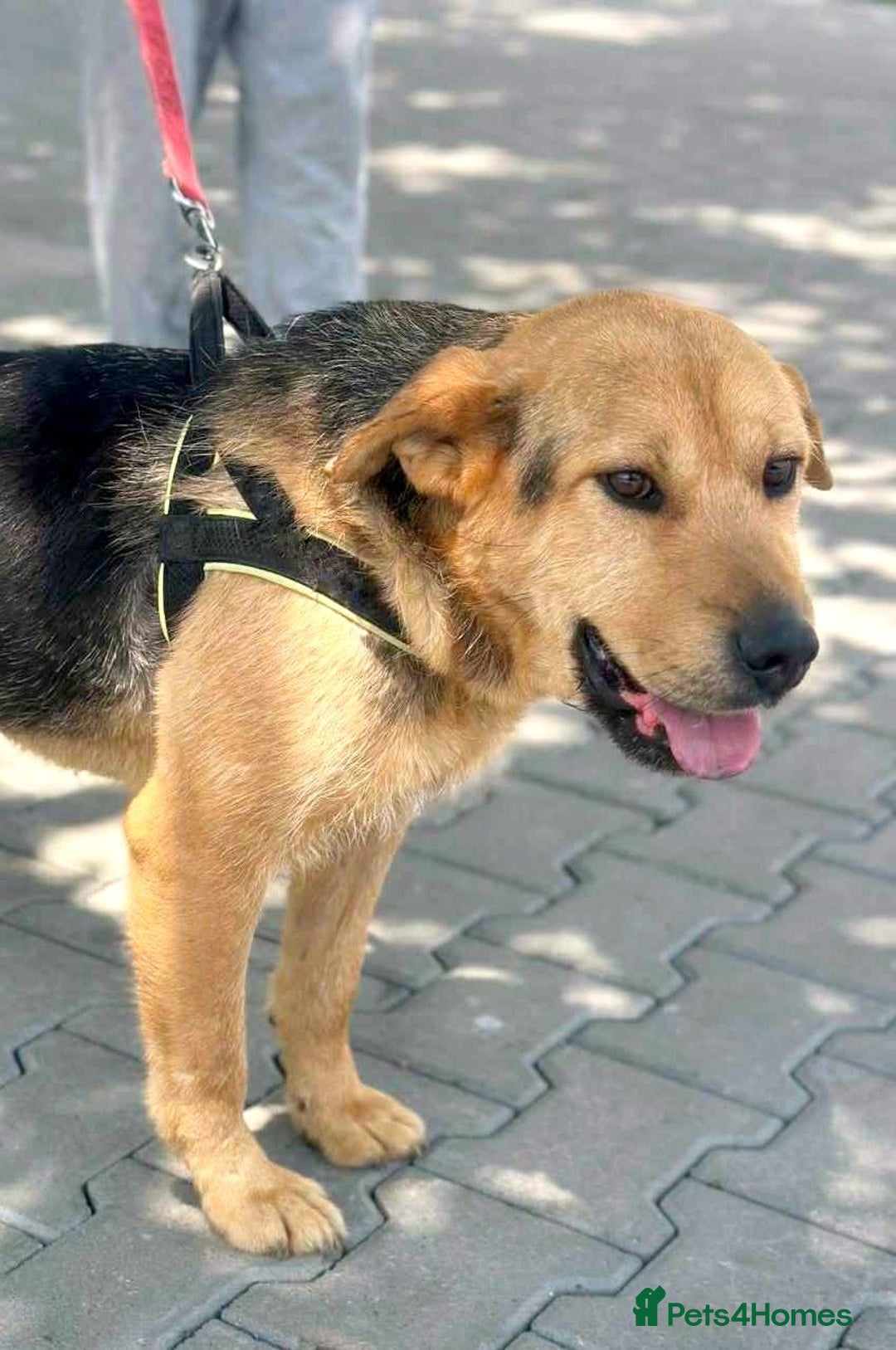 Mixed Breed dogs for adoption: 🐾💛 CAMIL - a Gentle Boy with a Heart of Gold💛🐾 - Image 4