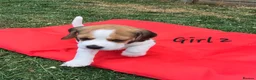 Beagle dogs for sale: Gorgeous KC reg puppies - Advert 39