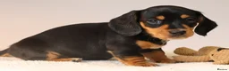 Miniature Dachshund dogs for sale: 5*Licensed+KC+PRAclear+VETchecked+Chocolate&Cream - Advert 4