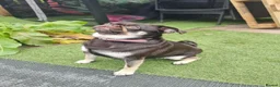 Pug dogs for sale: adorable pug puppies  in Bradford - Advert 1