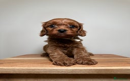 Cavapoo dogs for sale: F1 Cavapoo puppies.  - Image 15
