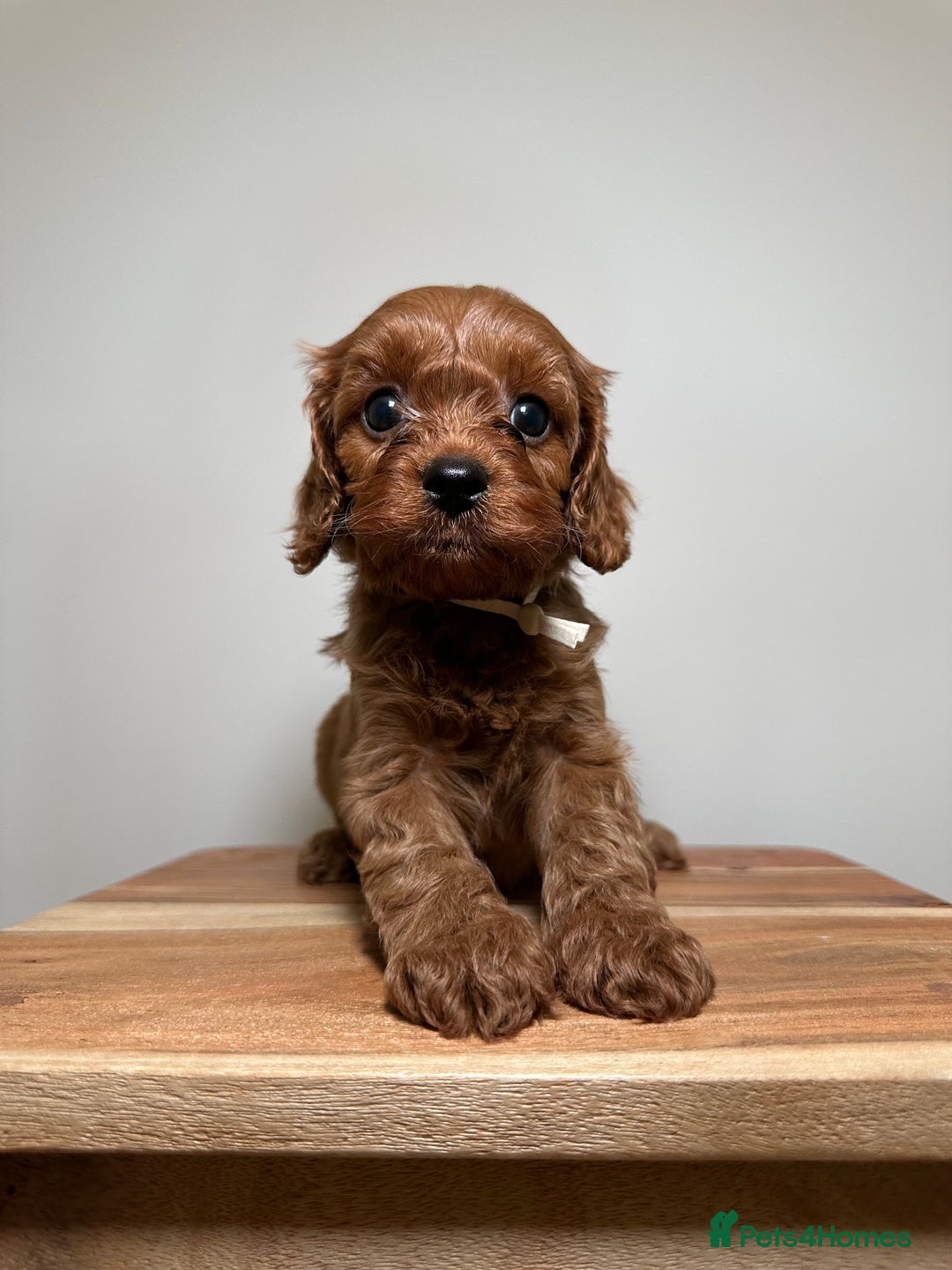 Cavapoo dogs for sale: F1 Cavapoo puppies.  - Image 15
