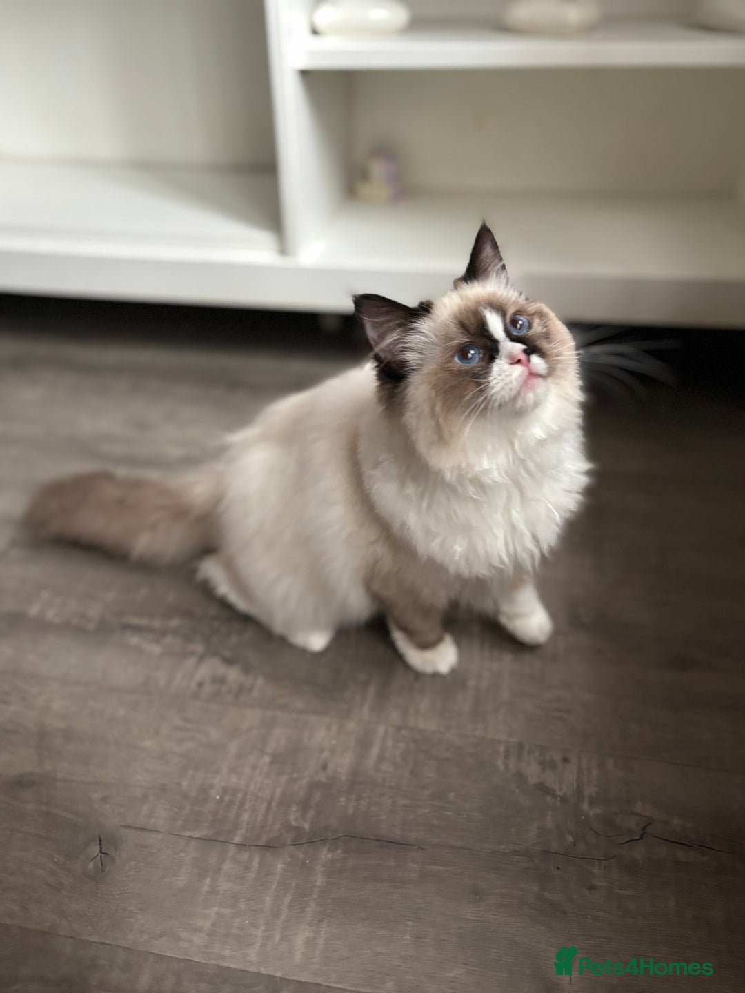 Ragdoll cats for sale: Stunning gccf seal mitted  girl really fluffy  - Image 7