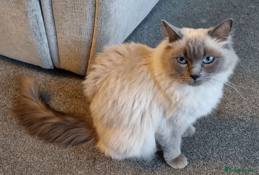 Ragdoll cats Pedigree Active Ragdoll female health tested  - Advert 1