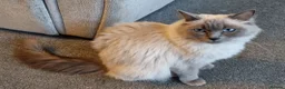 Ragdoll cats for sale: Pedigree Active Ragdoll female health tested  - Advert 1