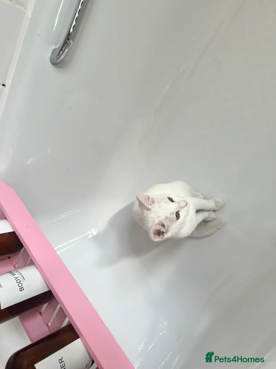 Turkish Angora cats for sale: White and tabby kitten  in Leicester - Advert 2