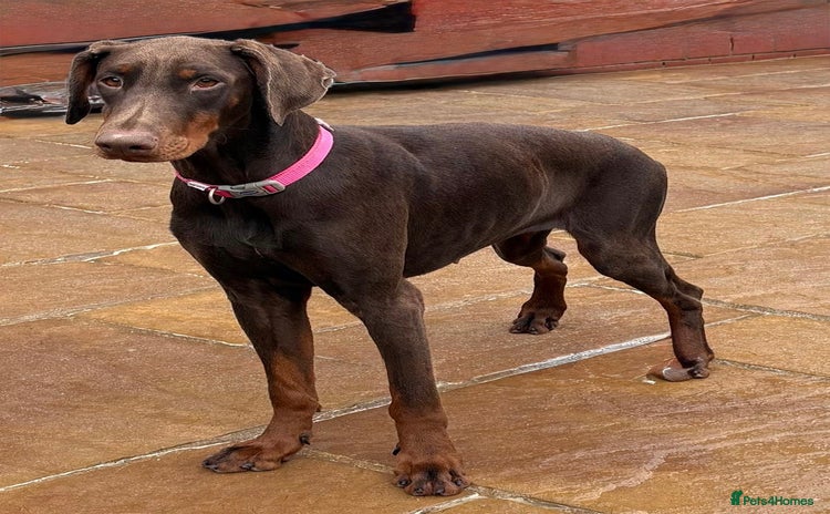 Dobermann dogs - Advert 1