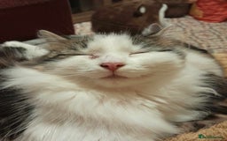 Mixed Breed cats for sale: FOR SALE!! cats and kittens x - Image 17