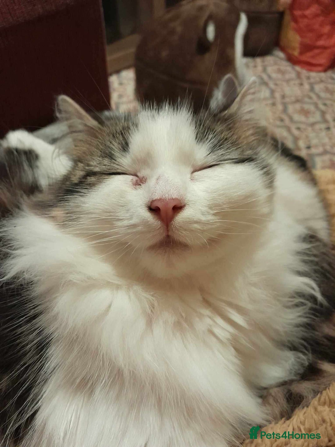 Mixed Breed cats for sale: FOR SALE!! cats and kittens x - Image 17