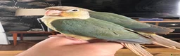 Conures birds for sale: Hand tame baby conures in Worthing - Advert 2