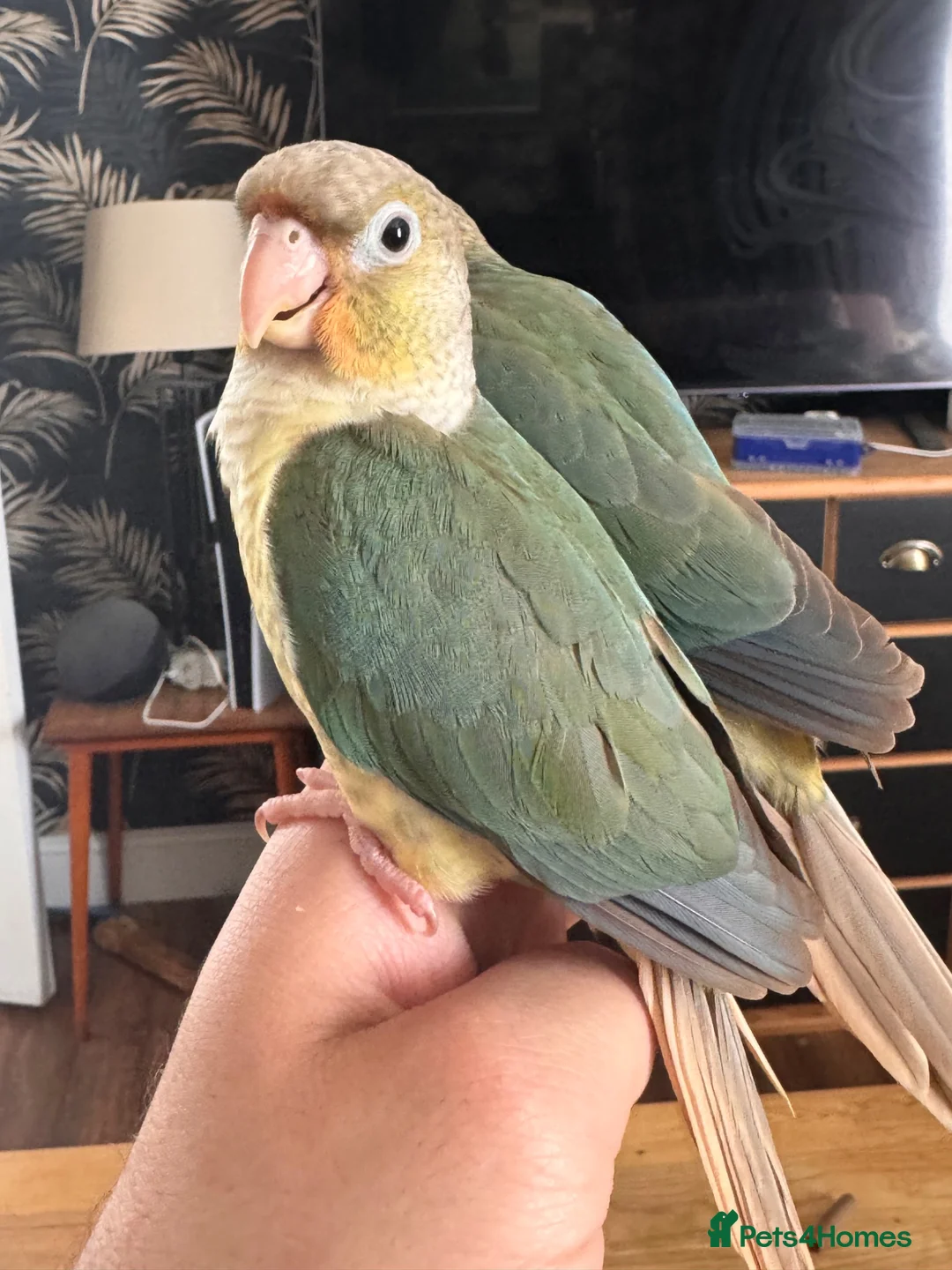 Conures birds for sale: Hand tame baby conures in Worthing - Advert 2