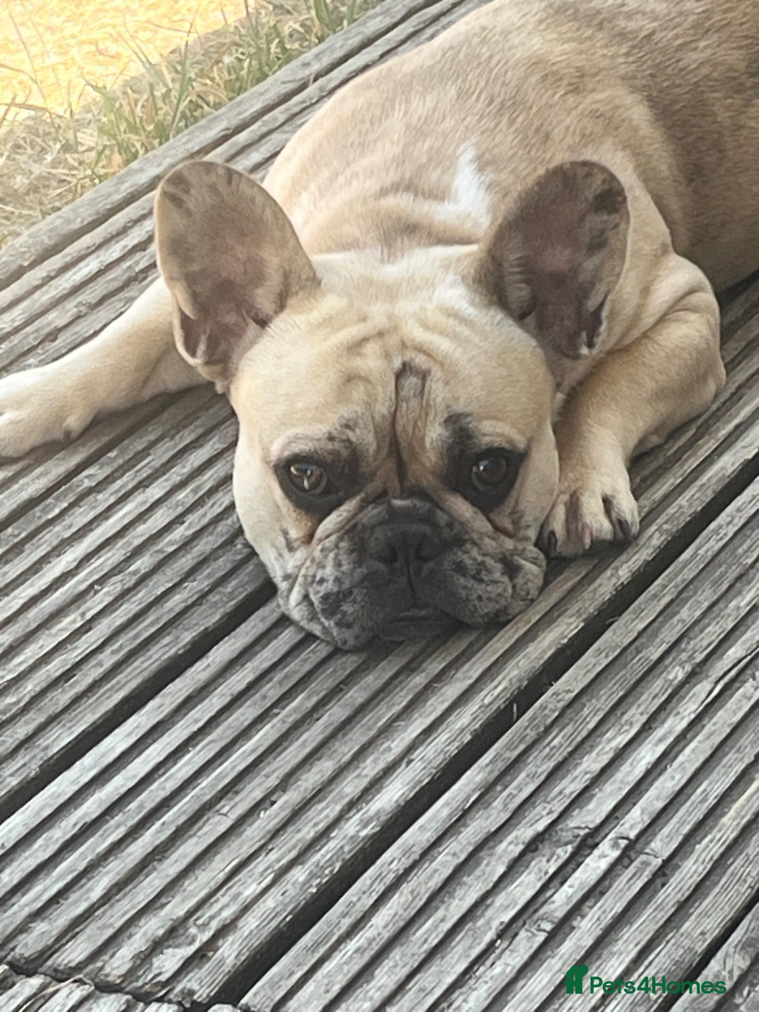 French Bulldog dogs 9 months French bulldog  - Advert 4