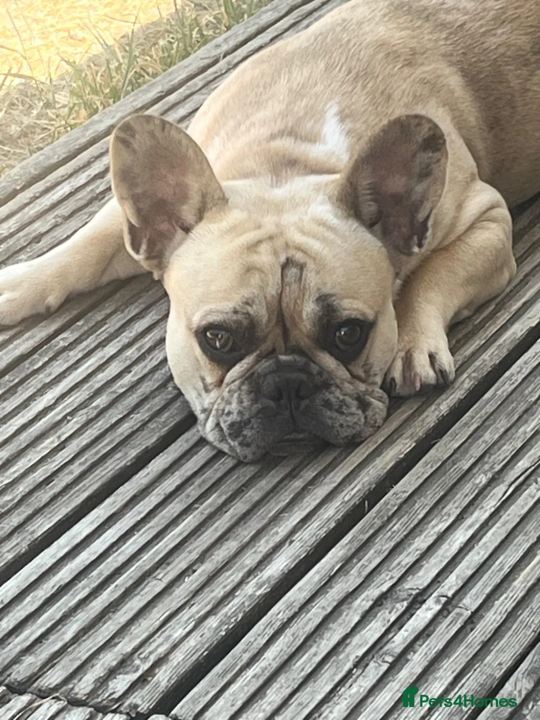 French Bulldog dogs for sale: 9 months French bulldog  - Advert 1