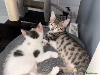 British Shorthair cats - Advert 13