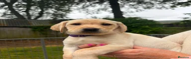Labrador Retriever 2