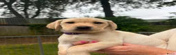Labrador Retriever dogs for sale: 2 Yellow Labrador Pups in Huntly - Advert 2