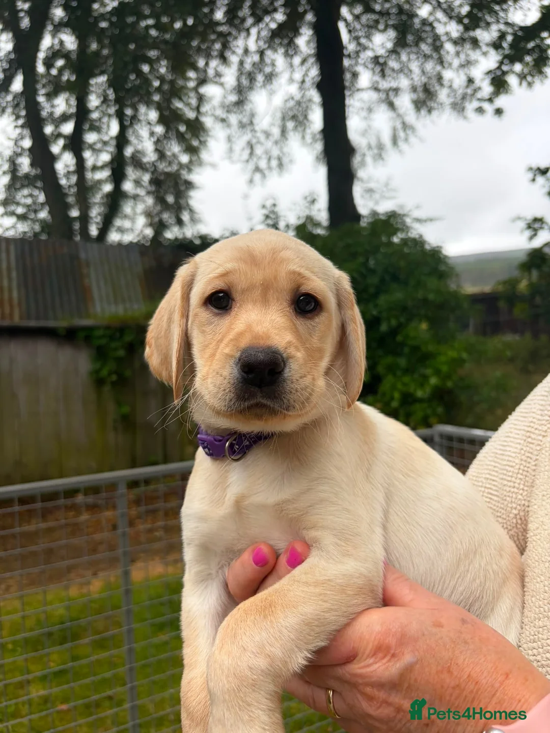 Labrador Retriever dogs for sale: 2 Yellow Labrador Pups in Huntly - Advert 2