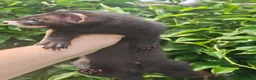 Ferret rodents for sale: Beautiful ferret hobs in Romney Marsh - Advert 3