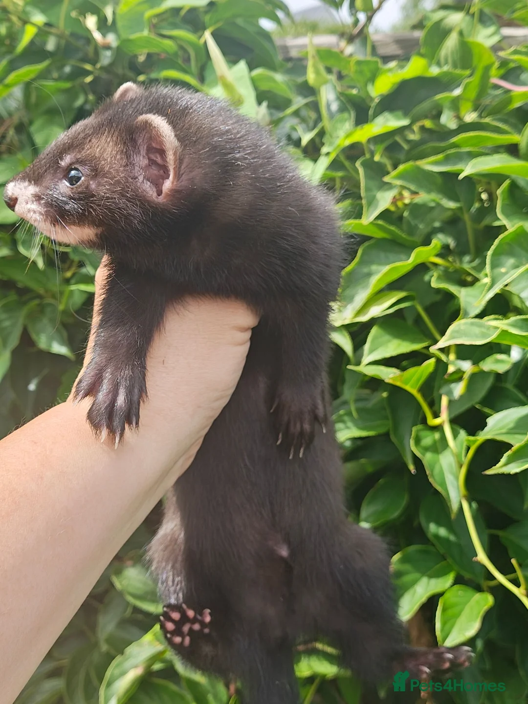 Ferret rodents for sale: Beautiful ferret hobs in Romney Marsh - Advert 3