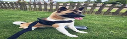 Akita dogs for sale: 2 American Akitas brother & sister in Telford - Advert 8