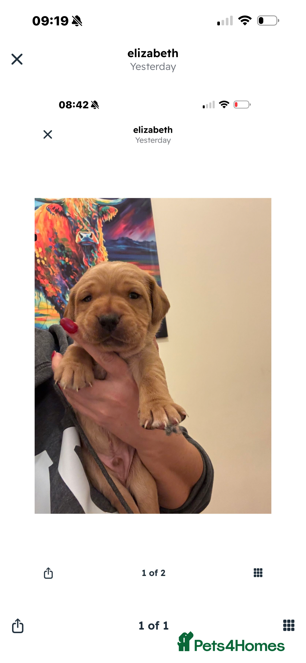 Labrador Retriever dogs Fox red Labrador puppies - Advert 1