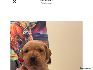 Labrador Retriever dogs Fox red Labrador puppies - Advert 1