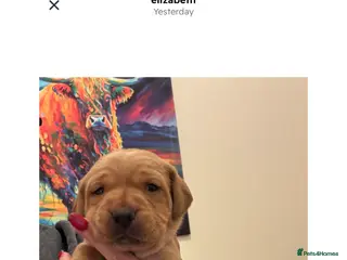 Labrador Retriever dogs Fox red Labrador puppies - Advert 6