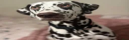 Dalmatian dogs for stud: Our Loveable Handsome Liver Dalmatian Marshall - Advert 11