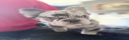 French Bulldog dogs for sale: LAST GIRL Fluffy Merle Frenchie - Advert 5