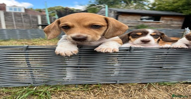 Miniature Dachshund dogs - Advert 10