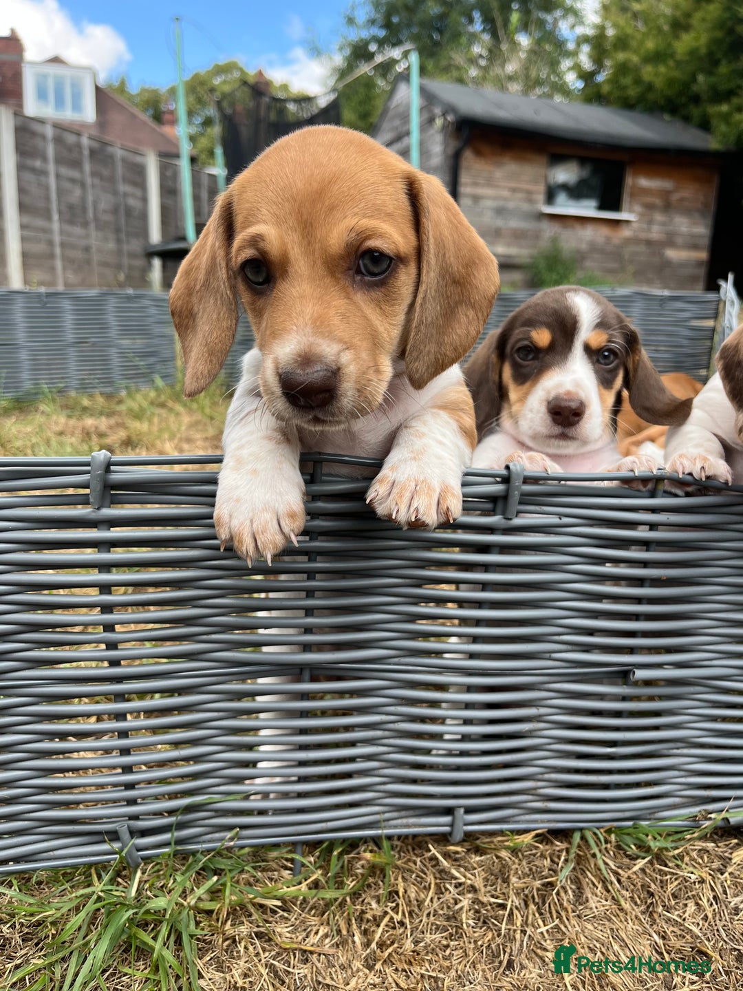 Miniature Dachshund dogs for sale: ‼️Last pup left‼️ 🐾Pied girl with ticked paws 🐾  - Image 9