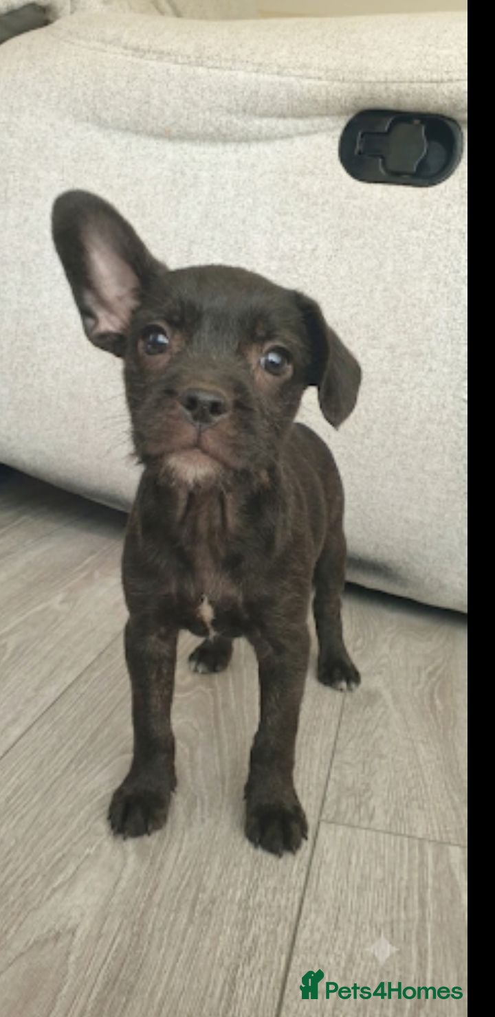 Mixed Breed dogs Terrier pups - Advert 2