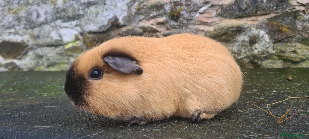 Guinea Pig rodents for sale: Californian female guinea pig.  - Advert 3