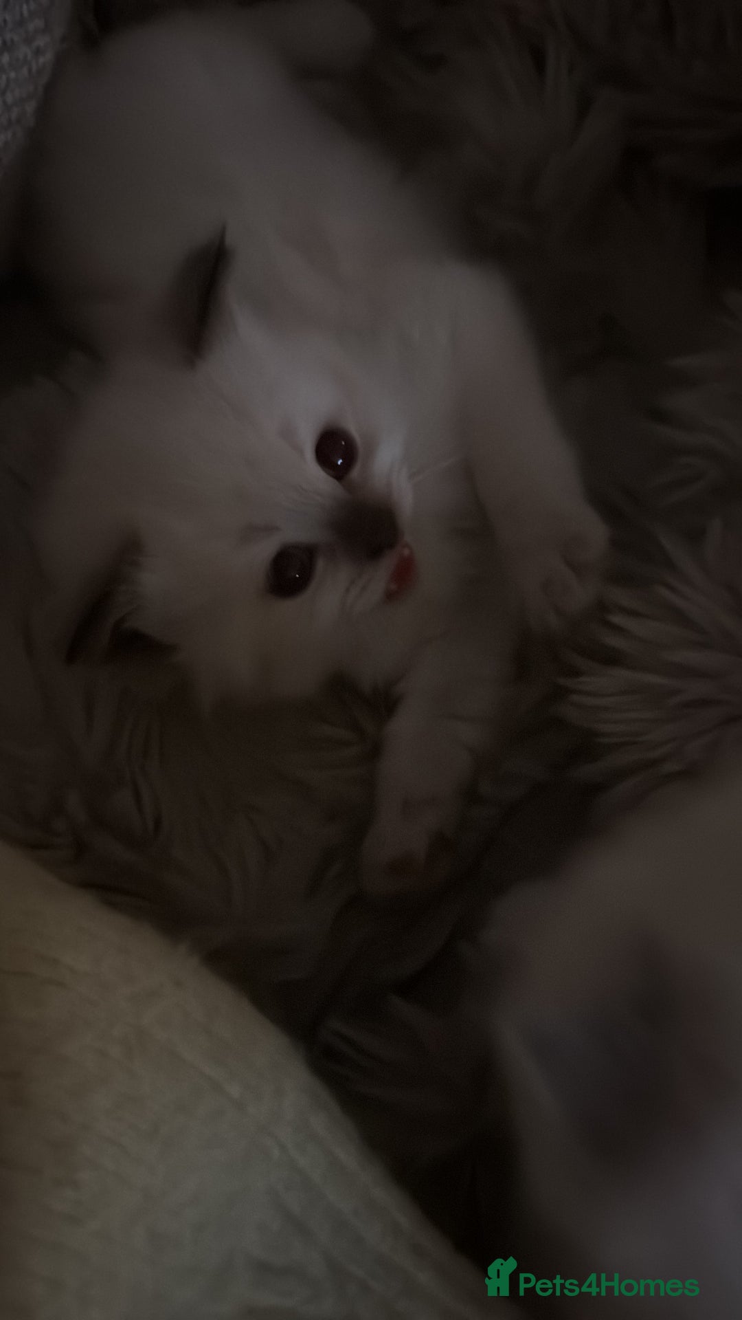 Ragdoll cats for sale: Absolutely Stunning litter of pure Ragdoll kittens - Advert 27