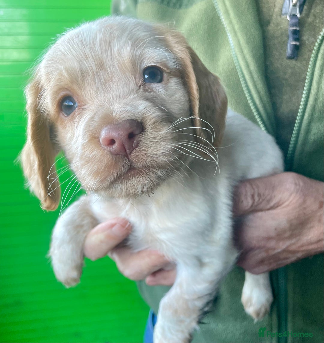 Cocker Spaniel dogs for sale: Beautiful cocker spaniel puppies - Advert 5