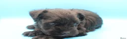 Miniature Schnauzer dogs for sale: 🌟 Exceptional KC Miniature Schnauzer Puppies 🌟 - Advert 9